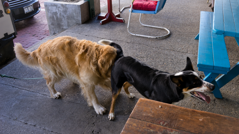Illustration for article titled Tiny horses, Porsches, and dogs in Land Rovers: strange days in
Malibu